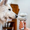 TESLA PetCare Station TQ500 Pro - sada pro péči o srst domácích mazlíčků, rozbaleno