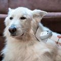 TESLA PetCare Station TQ500 Pro - sada pro péči o srst domácích mazlíčků, rozbaleno